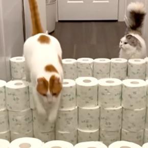『廊下に壁をつくり、２匹のネコが飛び越えられるか』チャレンジ→どんどん難易度を上げた結果…『まさかの突破方法』に爆笑「ゴリ押しｗｗ」