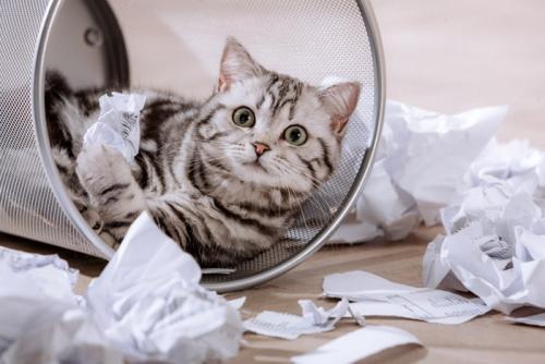 ゴミ箱の中の猫