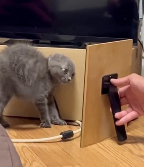 鏡の中の自分を見つめる子猫