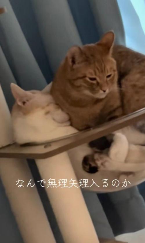 ボウルに入っている2匹の猫