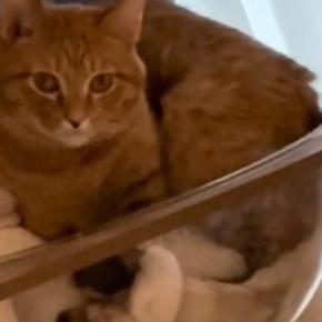 小さなボウルの中に2匹の猫→下にいる猫の『顔』を見てみたら…まさかの光景に「爆笑ｗｗ」「なんで上のほうが気まずそうなのｗ」と32万再生