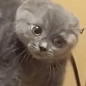 子猫が初めて『鏡の中の自分』と対面した結果…まさかの『反応』が可愛すぎると202万再生「警戒しすぎて耳がｗ」「永遠に見ていられる」