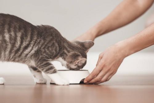 用意されたフードを食べる猫