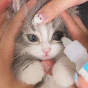 イヤイヤ目薬を差された子猫→終わった瞬間に…あまりにも可愛すぎる『復讐』が548万再生「変な声出そうになった」「赤ちゃんのようだ」