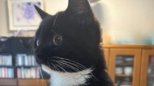 椅子に座る猫