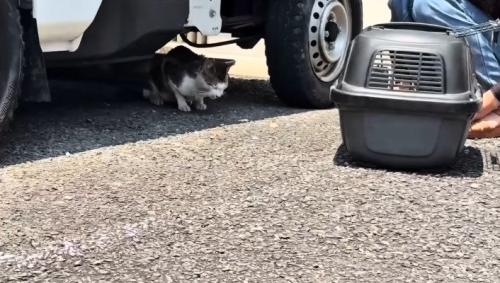 下を見る猫