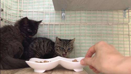 シャーするふたり