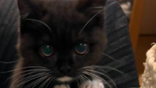椅子に座る猫