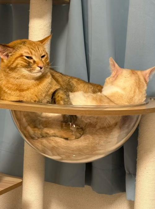 ボウルに入る2匹の猫