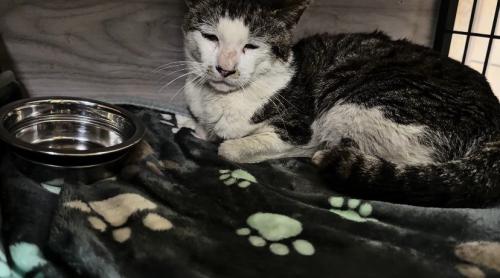 ケージ内で座る猫