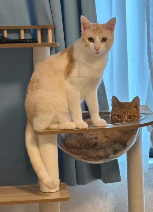 キャットタワーにいる2匹の猫