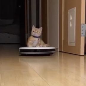 奥からやって来るロボット掃除機→上に乗っていたのは…思わず笑っちゃう『子猫の様子』が220万再生「吹いてしまった」「可愛すぎるｗ」