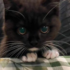 椅子に座るのが上手くなってきた子猫→『テーブルに顔を出す様子』が可愛すぎると3万6000いいね「めっちゃ良い」「お行儀いいねえ」