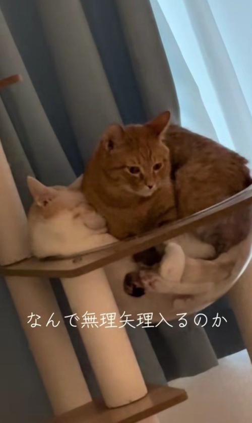 ボウルに入っている2匹の猫