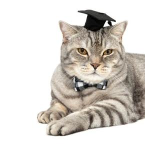 大学教授の飼い猫は「超優秀な助手」これまでに2度も新種ウイルスの発見に貢献！米国