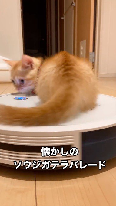 回転しながらカメラから離れていくロボット掃除機と子猫