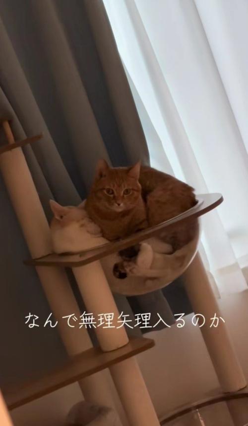ボウルに入っている2匹の猫