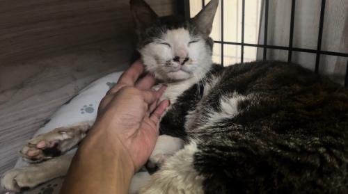 撫でられる猫2