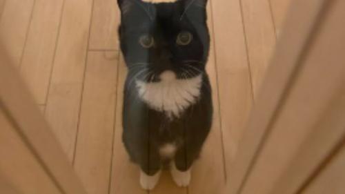 ドアの前にいる猫