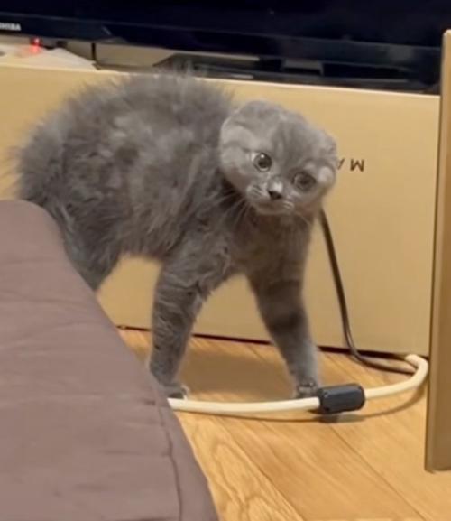 視線だけで追いかける