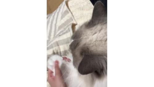 手を握られている猫