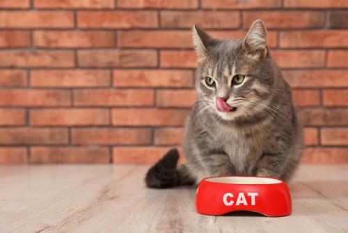 猫と赤い皿