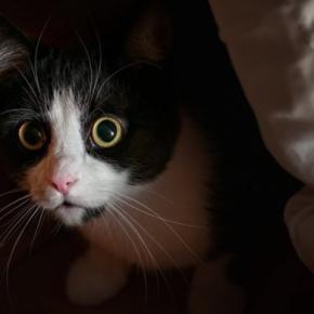 猫も『台風・雷』を怖がったりする？猫が嫌がる理由と、やってあげたい対処法