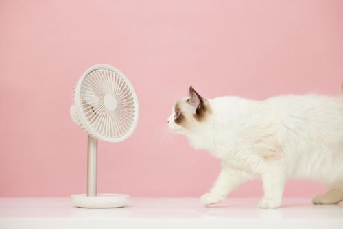 猫と扇風機
