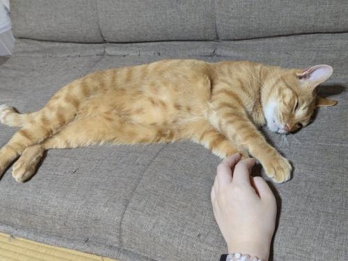 ソファで眠る猫と飼い主の手
