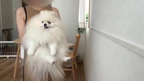 抱っこされるポテチくん