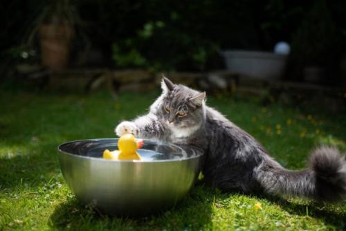 水遊びする猫