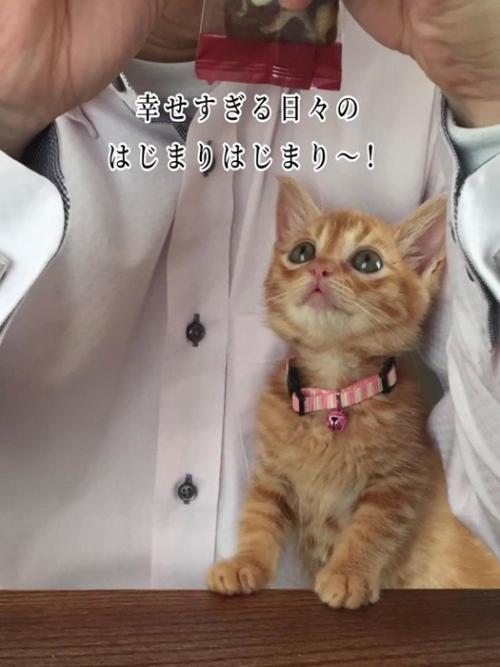 見上げる子猫