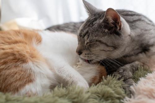 窓辺でくつろぐ可愛い二匹の猫