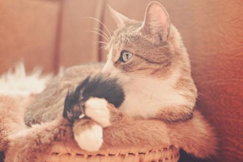 しっぽに顔を近づける猫