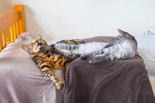 同居猫に蹴られる猫