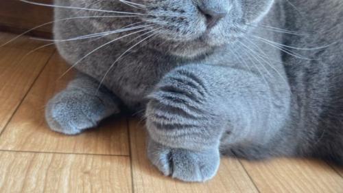 猫の足