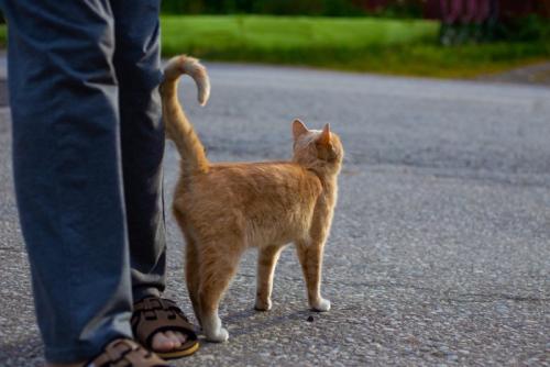足元でしっぽをあげる猫