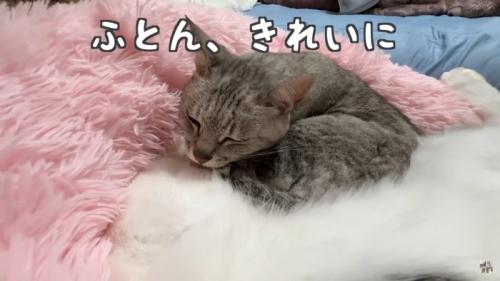 毛づくろいする猫