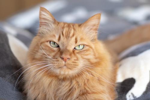 無表情で静かに座る猫