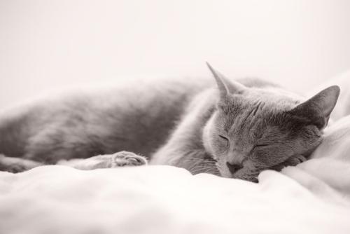 リラックスする猫