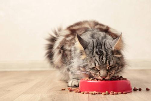 食べこぼす猫