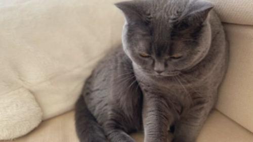 室内にいる猫