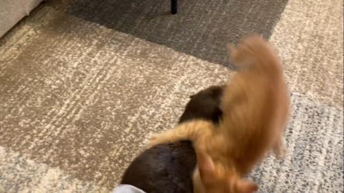 飛びかかるもちくん