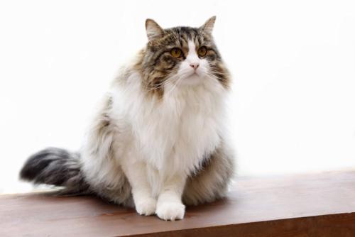 お座りしているノルウェージャンフォレストキャット