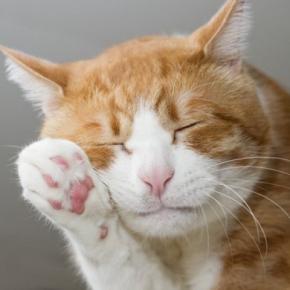 幸運を運ぶと言われる『ハチワレ猫』の魅力3選!特徴やよく見られる猫種、ラッキーと言われる理由など