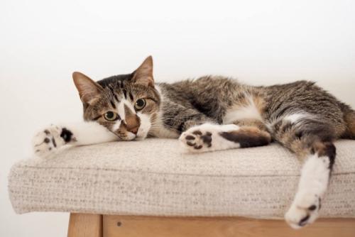 お気に入りの場所でくつろぐ猫