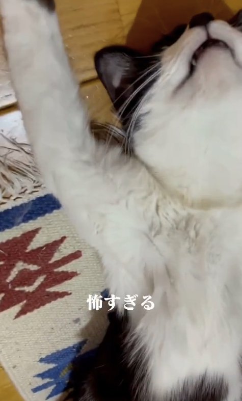ヘソ天して口を開けている猫のアップ(顔見えない)