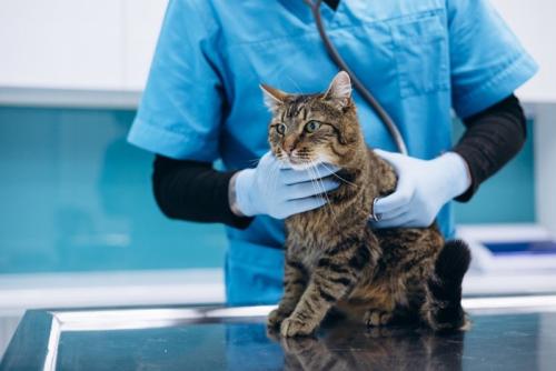 診察される猫