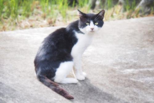 振り向く白黒猫