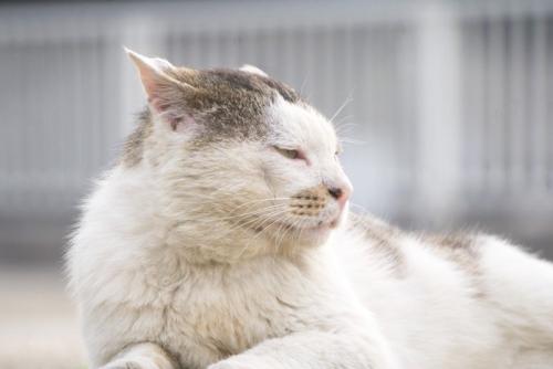 高齢の猫の横顔